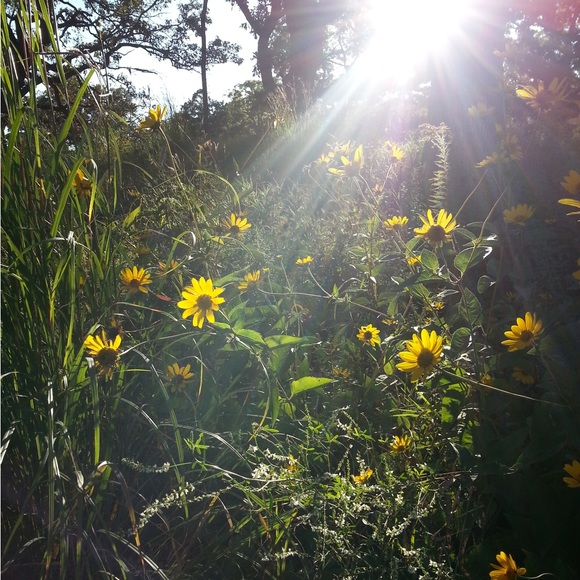 Please Feel Free to Send Me An Offer 🐿️ - Picture 4 of 6